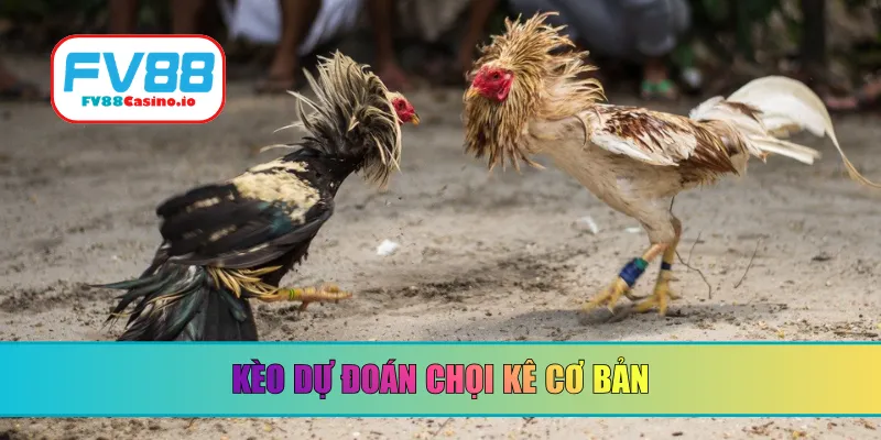 Kèo dự đoán chọi kê cơ bản